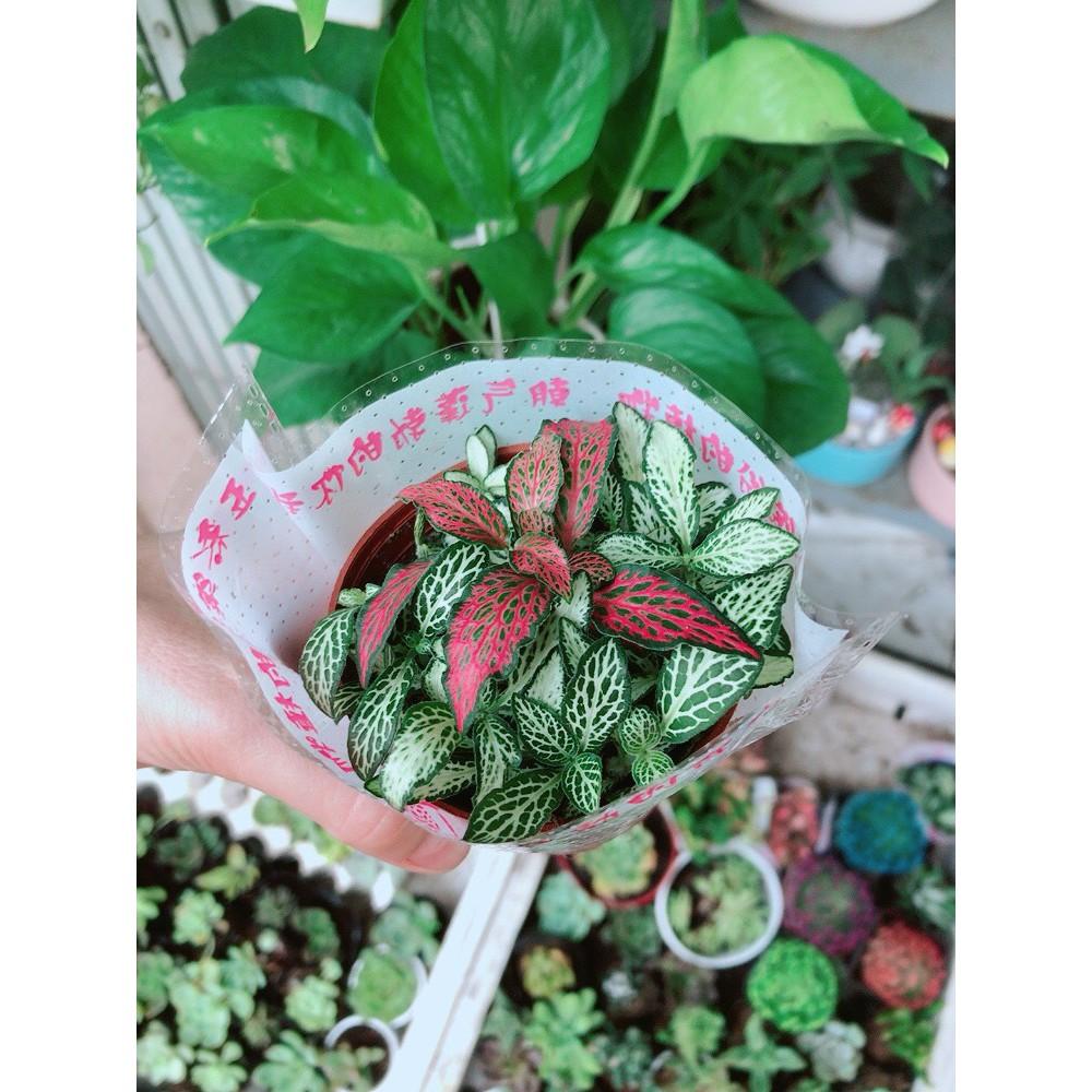 Chậu cây cẩm nhung