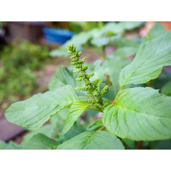 Hạt Giống Rau Dền Xanh gói 20gr, hat giong rau sach thuy canh