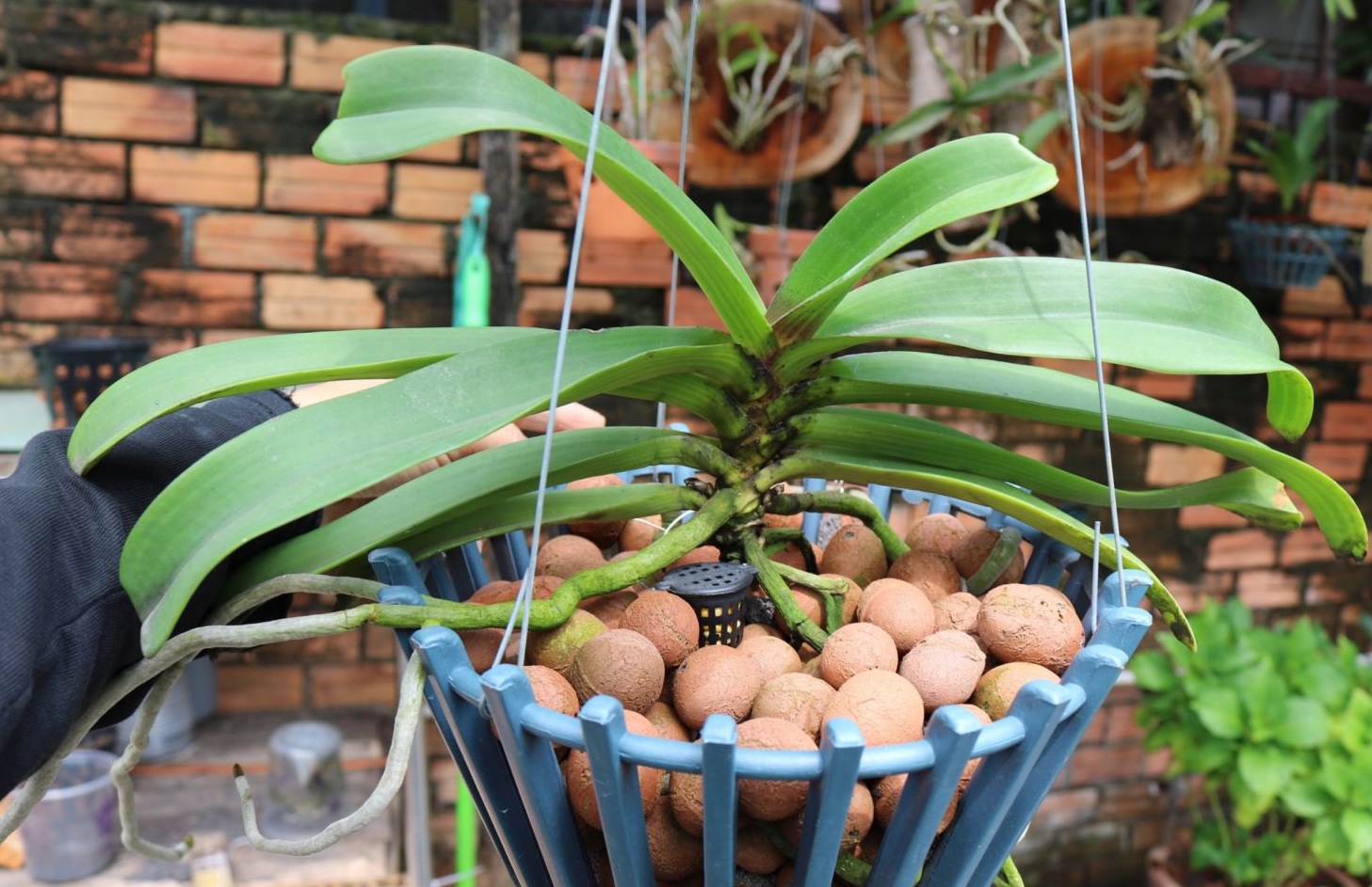 Viên đất sét nung popper trồng xương rồng,sen đá, thủy canh, lọc nước THAILAND - 1 lít