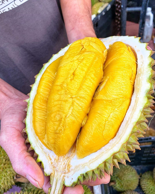 CÂY GIỐNG SẦU RIÊNG MUSANG KING [ CÂY GHÉP CHO QUẢ SỚM ].