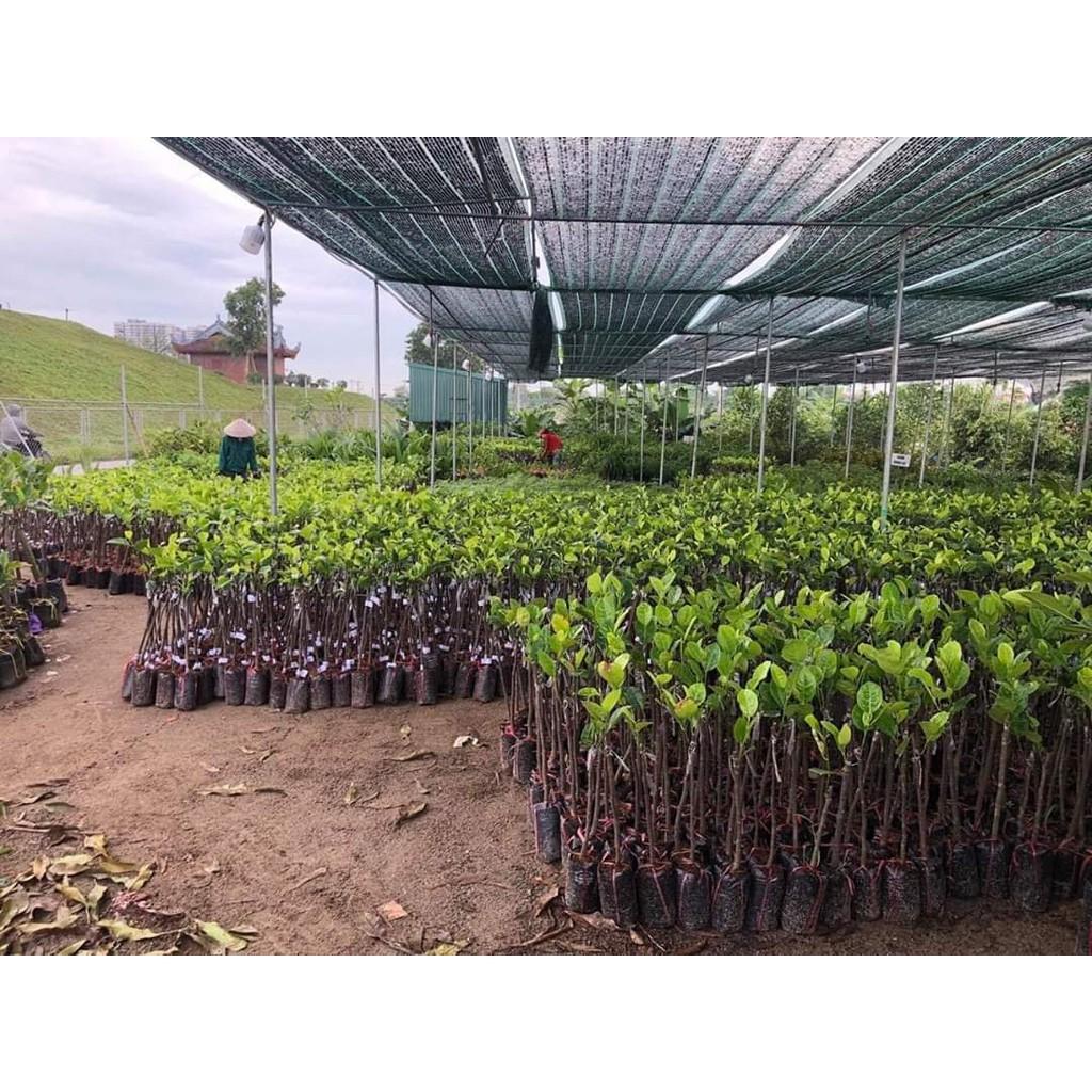Cây mít hạt lép