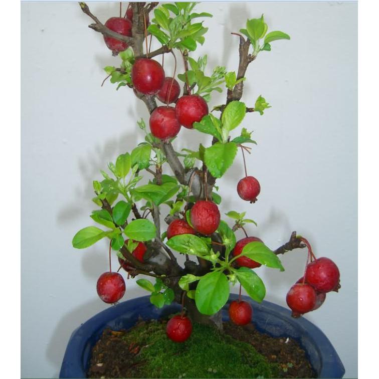 Hạt Giống Lựu Đỏ Đậm Lùn F1 - 10 hạt/gói