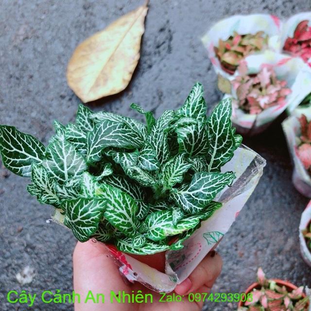 Cẩm Nhung Xanh Đậm