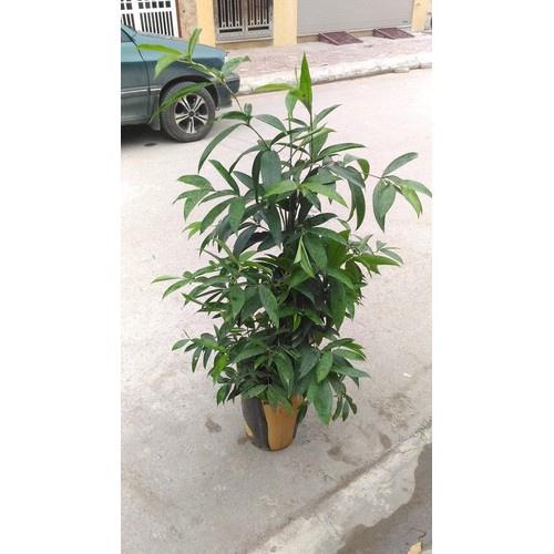 CHẬU CÂY TRÚC NHẬT lá đốm