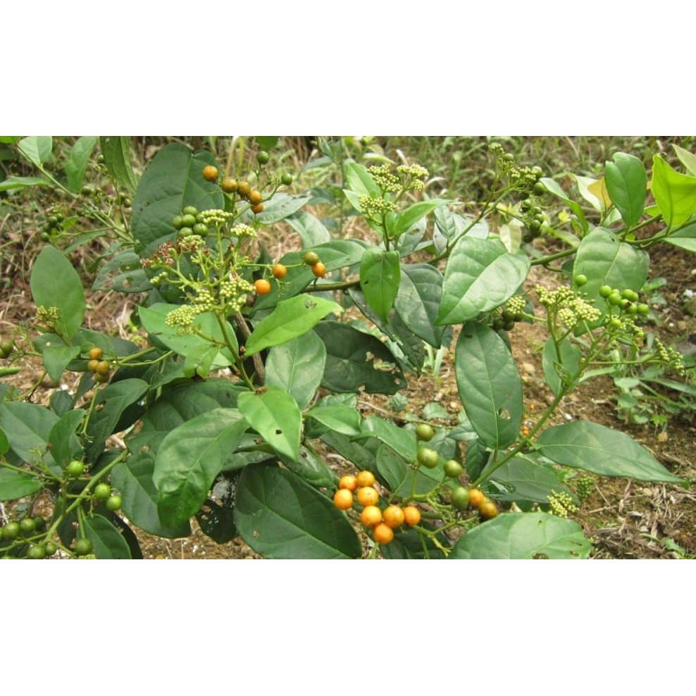 CÂY XẠ ĐEN - cây giống gửi đi nguyên bầu