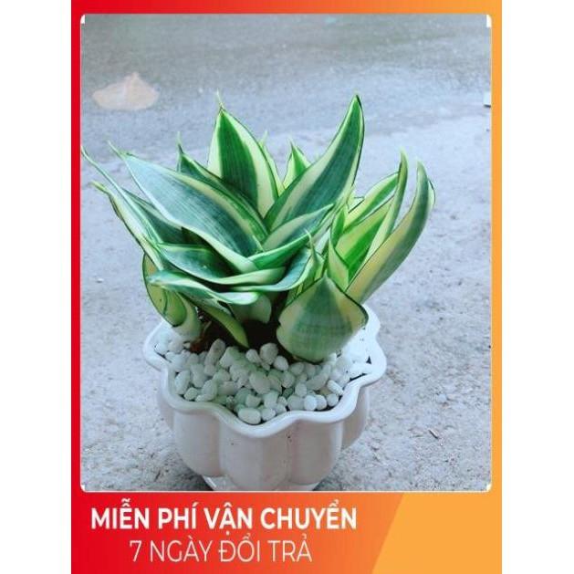 Chậu Lưỡi Hồ Thái Vàng