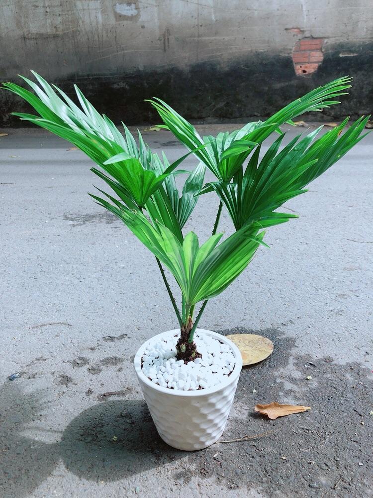 Chậu Cây Cọ Kiểng