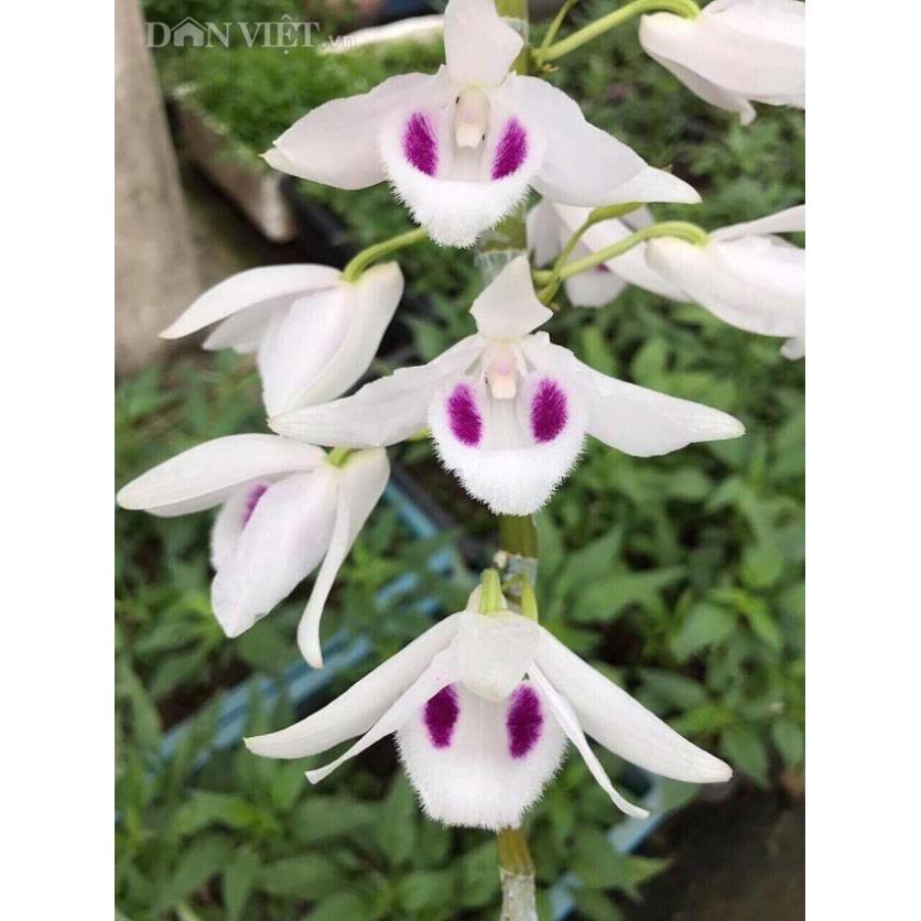 Cốc phi điệp 5 cánh trắng NGƯỜI ĐẸP BÌNH DƯƠNG - hàng gieo hạt - hoa xổ số - hoa siêu đẹp giá rẻ