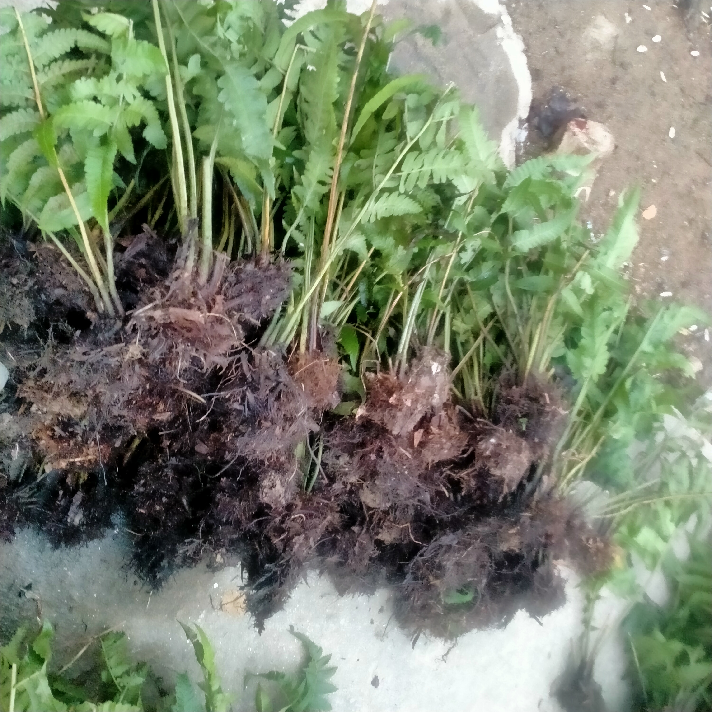 20 cây giống rau dớn 100k (tặng thêm 5 cây)