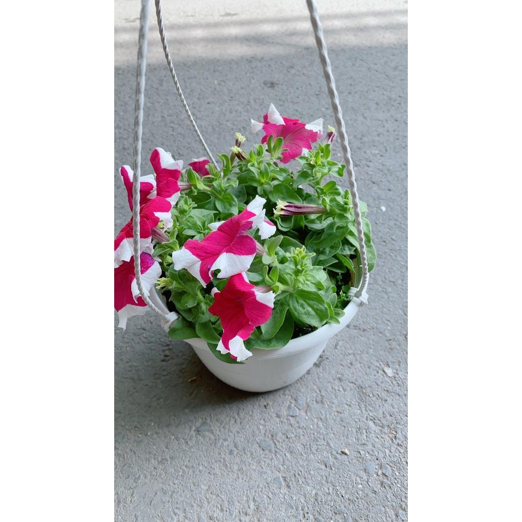 Chậu Hoa Dạ Yến Thảo