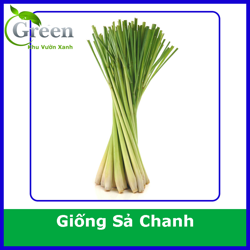 Hạt Giống Cây Sả Chanh (10H)