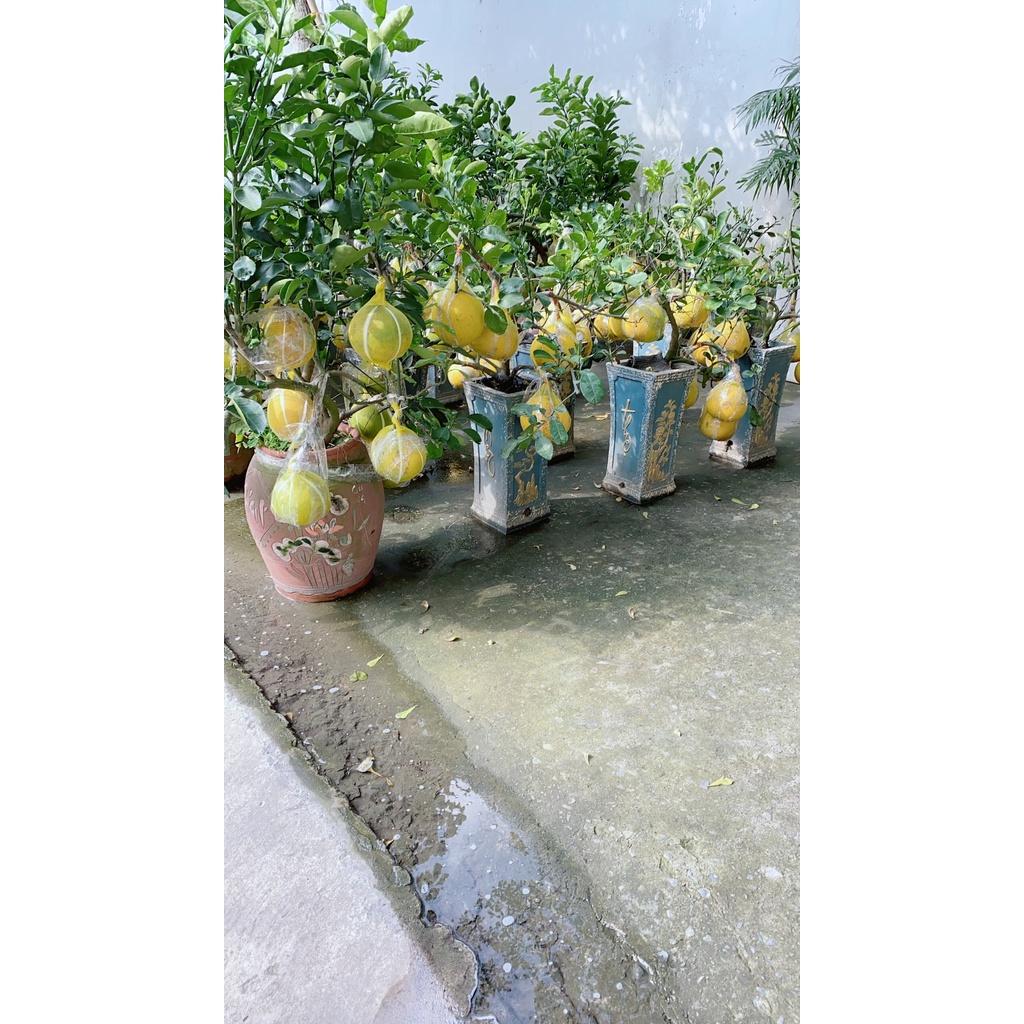 Chậu Cây Bưởi Kiểng Trưng Tết