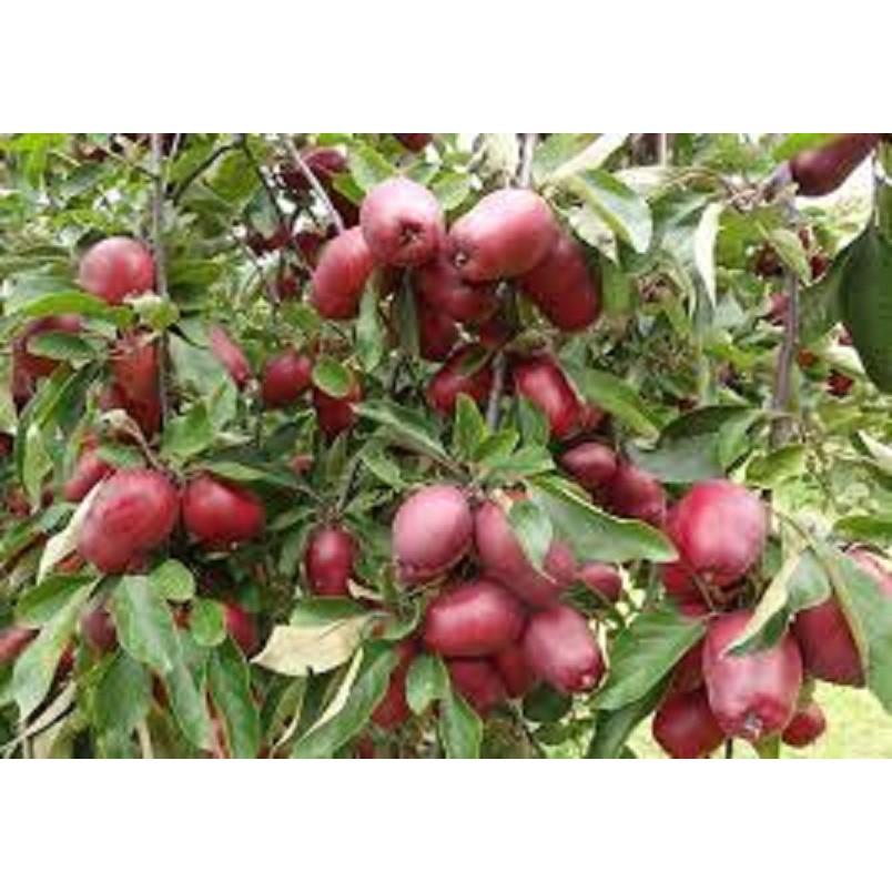 CÂY GIỐNG LÊ ĐỎ NAM PHI SIÊU QUẢ SIÊU KINH TẾ-CAM KẾT GIỐNG CHUẨN F1