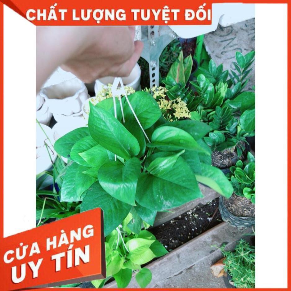 Chậu Trầu Bà Treo