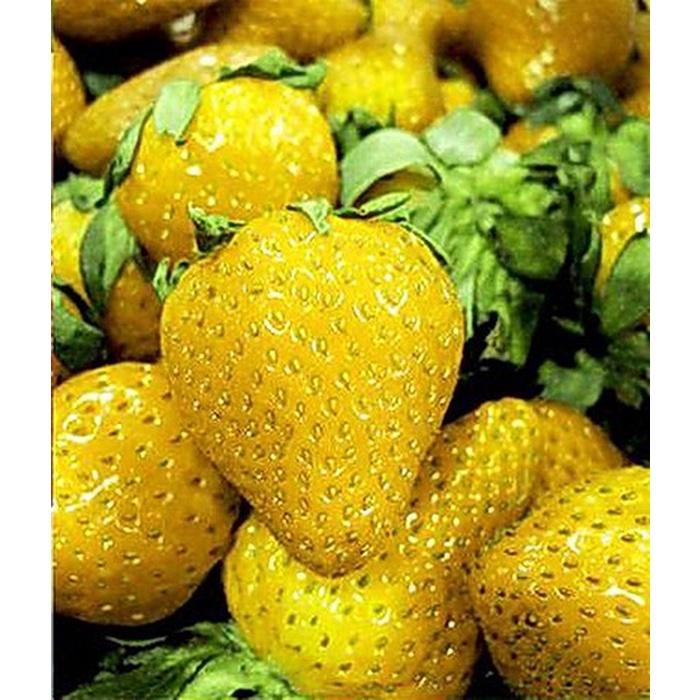 Hạt giống dâu tây vàng chịu nhiệt CT292 - Gói 100 hạt