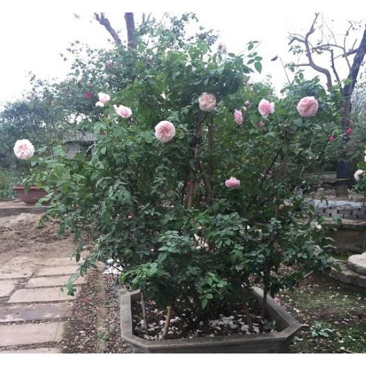 Hạt giống hoa hồng cổ vân khôi KNS3426 - Gói 10 hạt