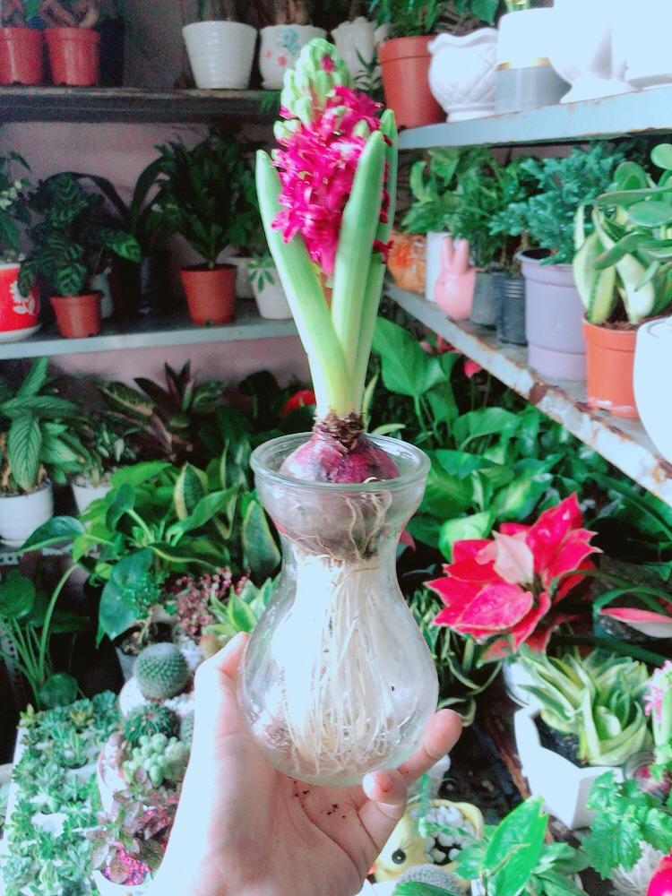 Chậu Cây Củ Ông Tiên