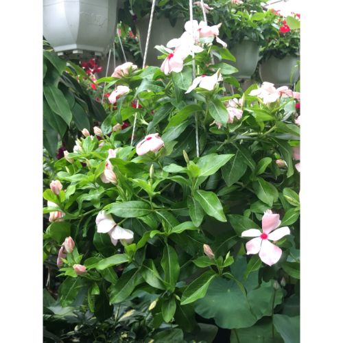 Cây dừa cạn chậu treo trang trí