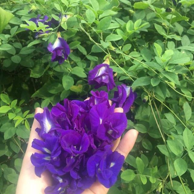Hoa đậu biếc kép - cây giống nhỏ