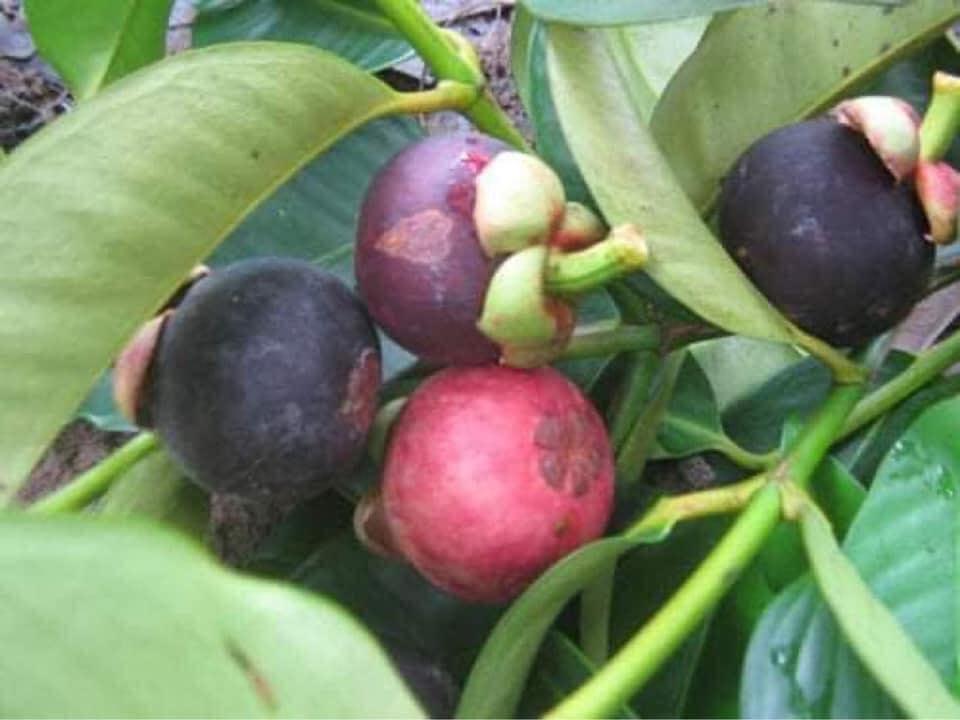 CÂY GIỐNG MĂNG CỤT THÁI LAN
