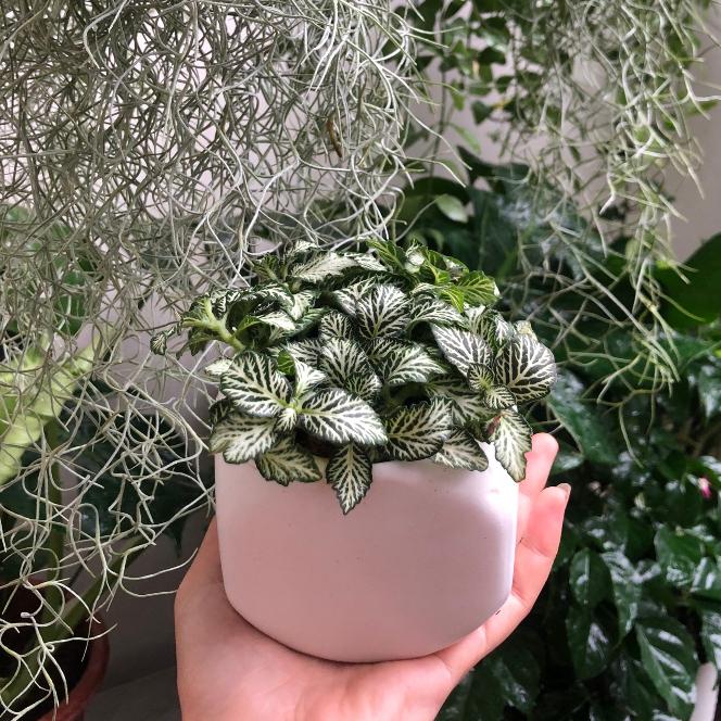 Cây Cẩm Nhung - Fittonia - Lá May Mắn