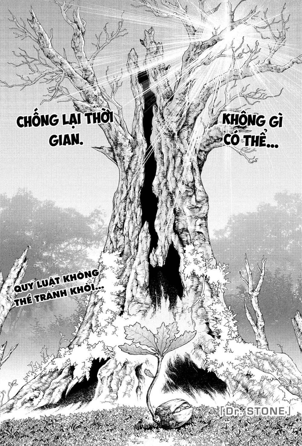 dr.stone - hồi sinh thế giới chapter 230 3