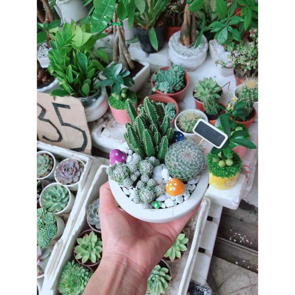 Chậu xương rồng mix Bán Chạy