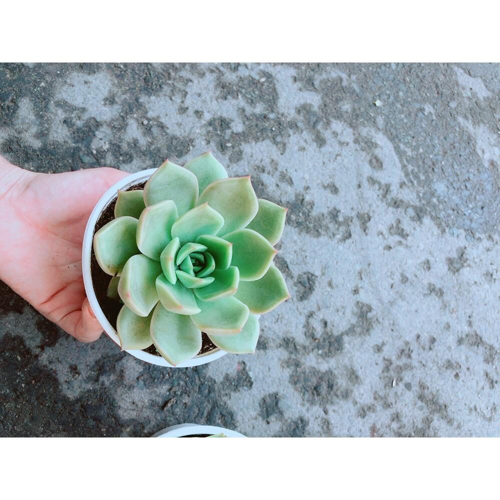 Sen Đá Hồng Cánh Cứng