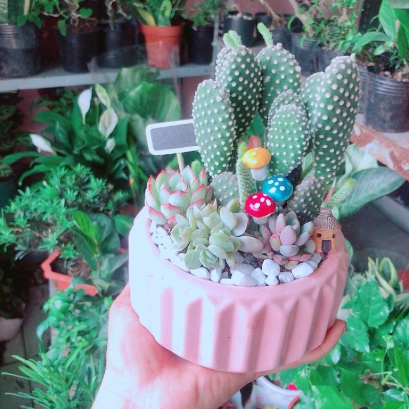 Chậu Sen Đá Xương Rồng Tiểu Cảnh