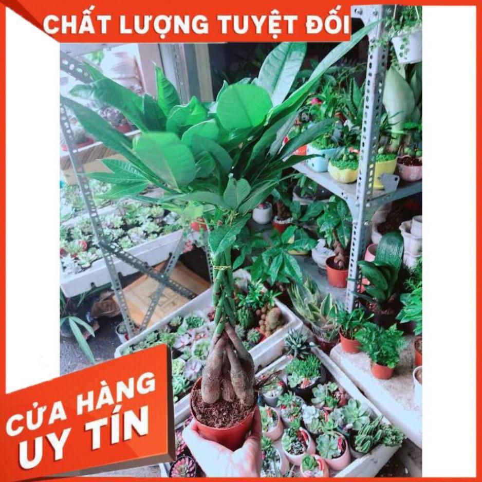 Kim Ngân 5 Thân Nhiều Người Mua