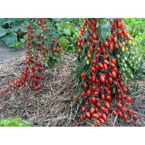 Cà Chua Bi Chùm Đỏ - Vàng - Đen