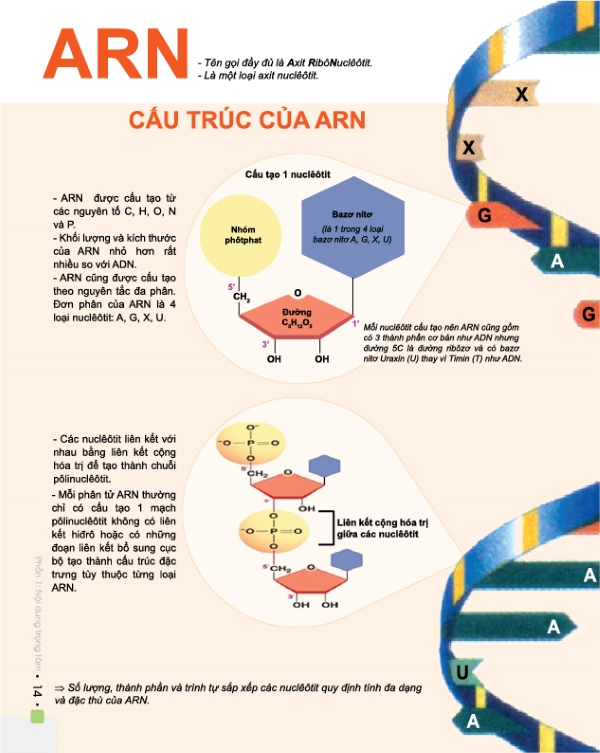 Đột phá 8+ Sinh