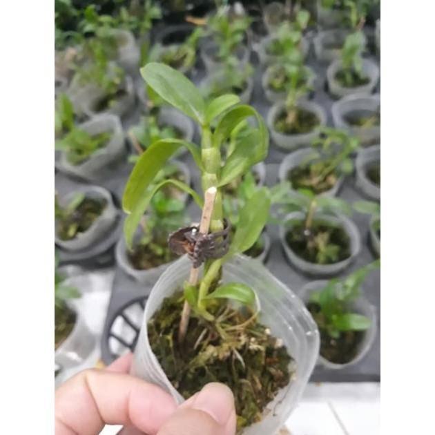 Sản Phẩm Hoa phong lan phi điệp 5ct cánh trắng phú thọ gieo hạt