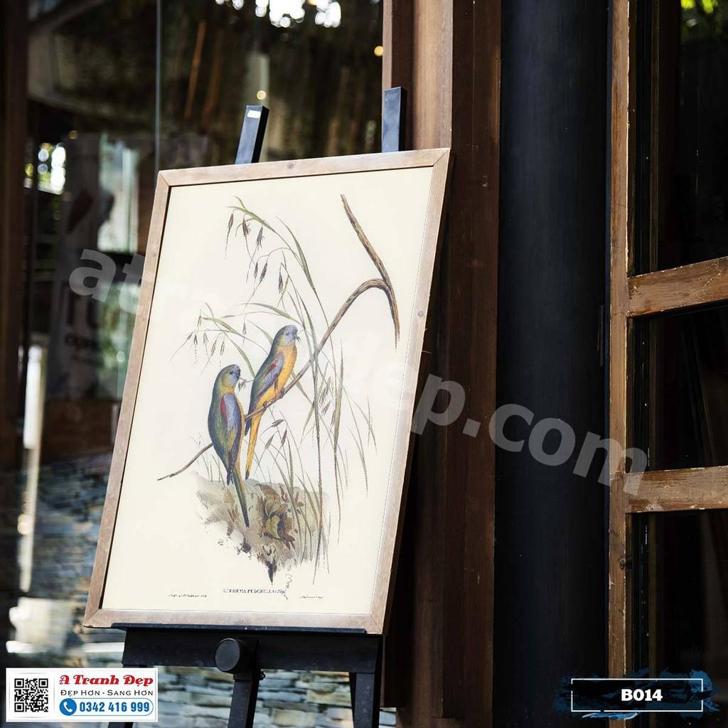 Tranh Canvas minh họa loài chim Euphema phong cách cổ điển - B014