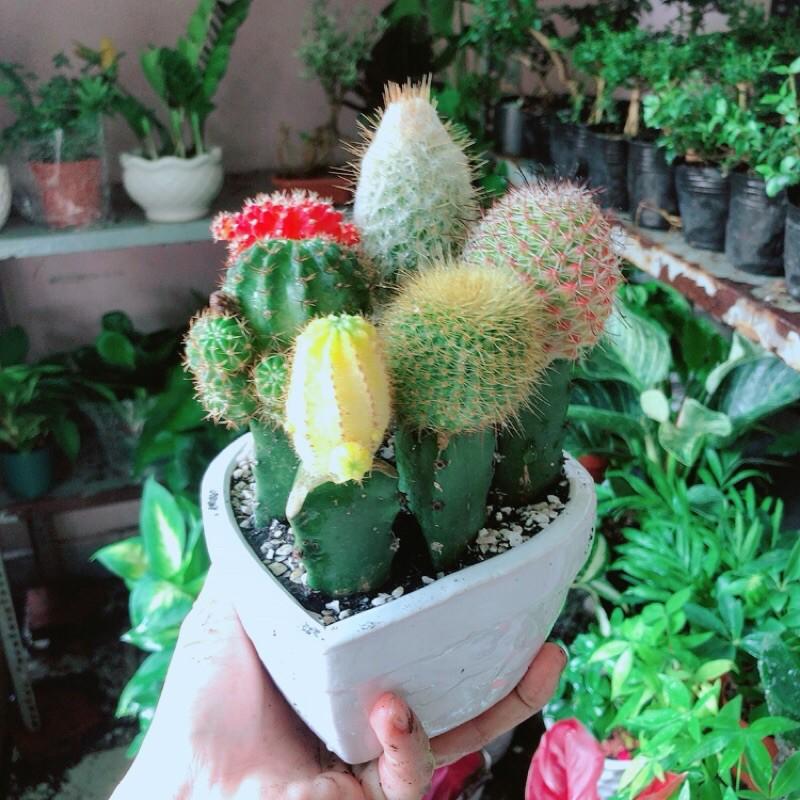 Chậu Xương Rồng Tiểu Cảnh