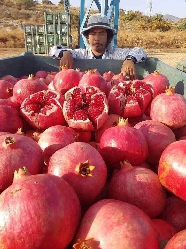 CÂY GIỐNG LỰU ĐỎ LỒNG ĐÈN