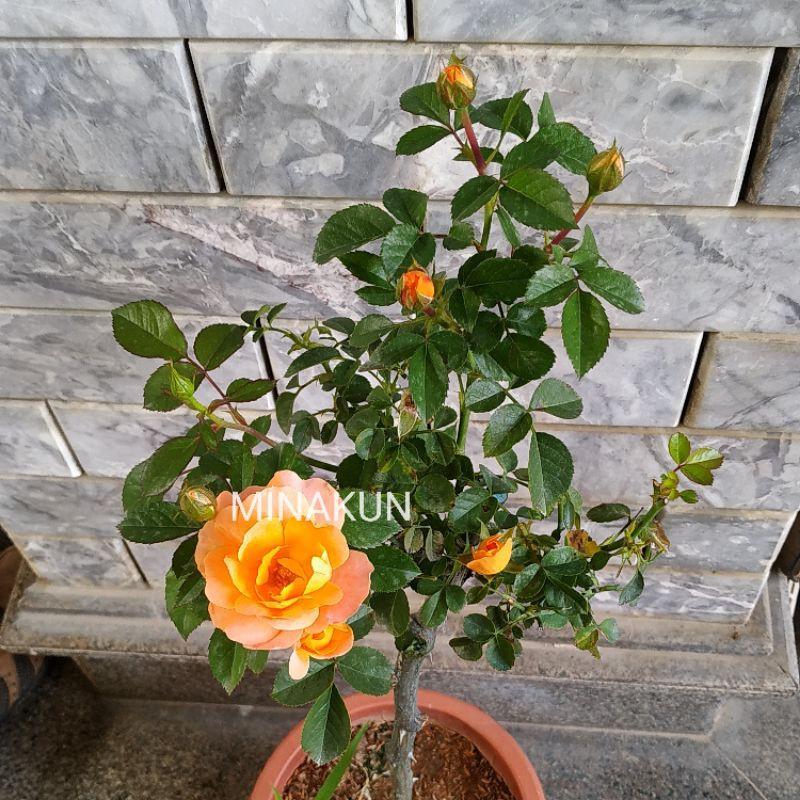 hoa hồng Tree Tezza thân gỗ cam MinaKun