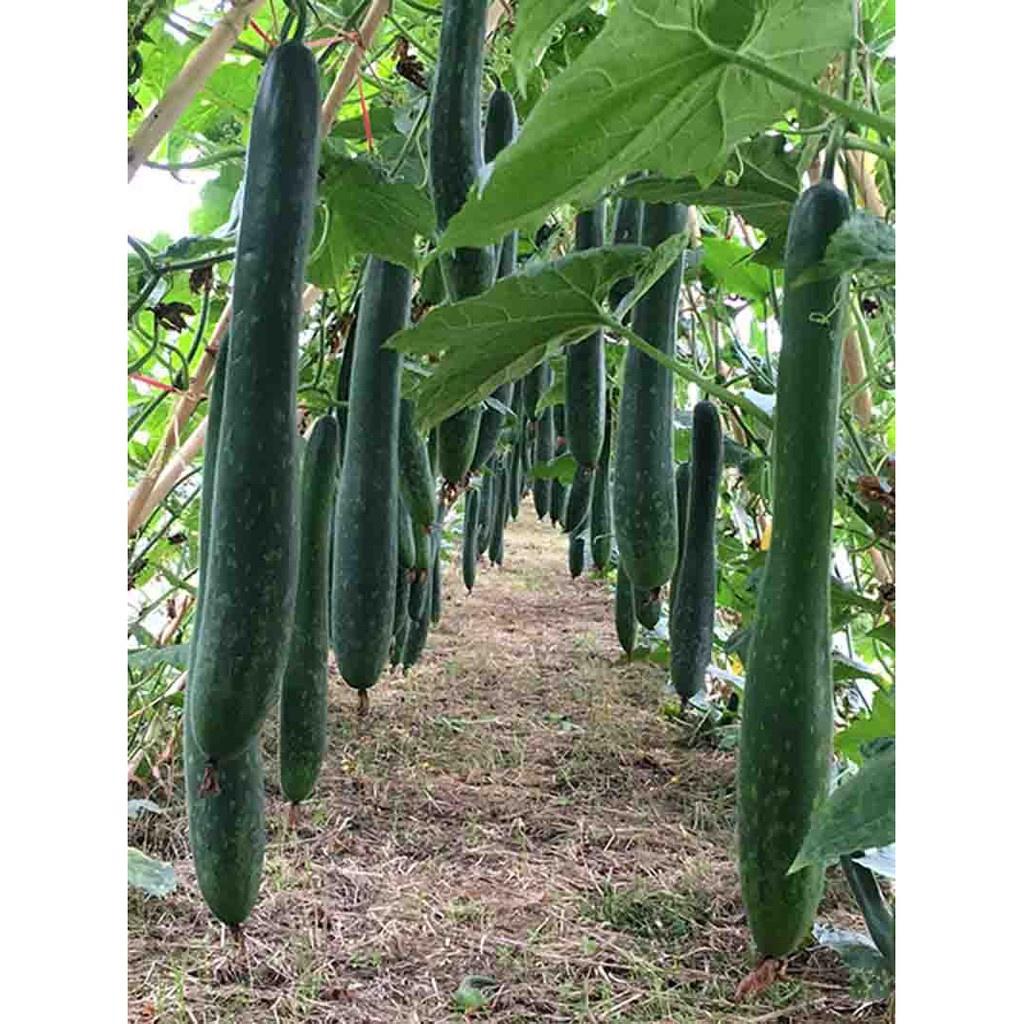 Hạt Giống Bí Đao Xanh Trái Dài -