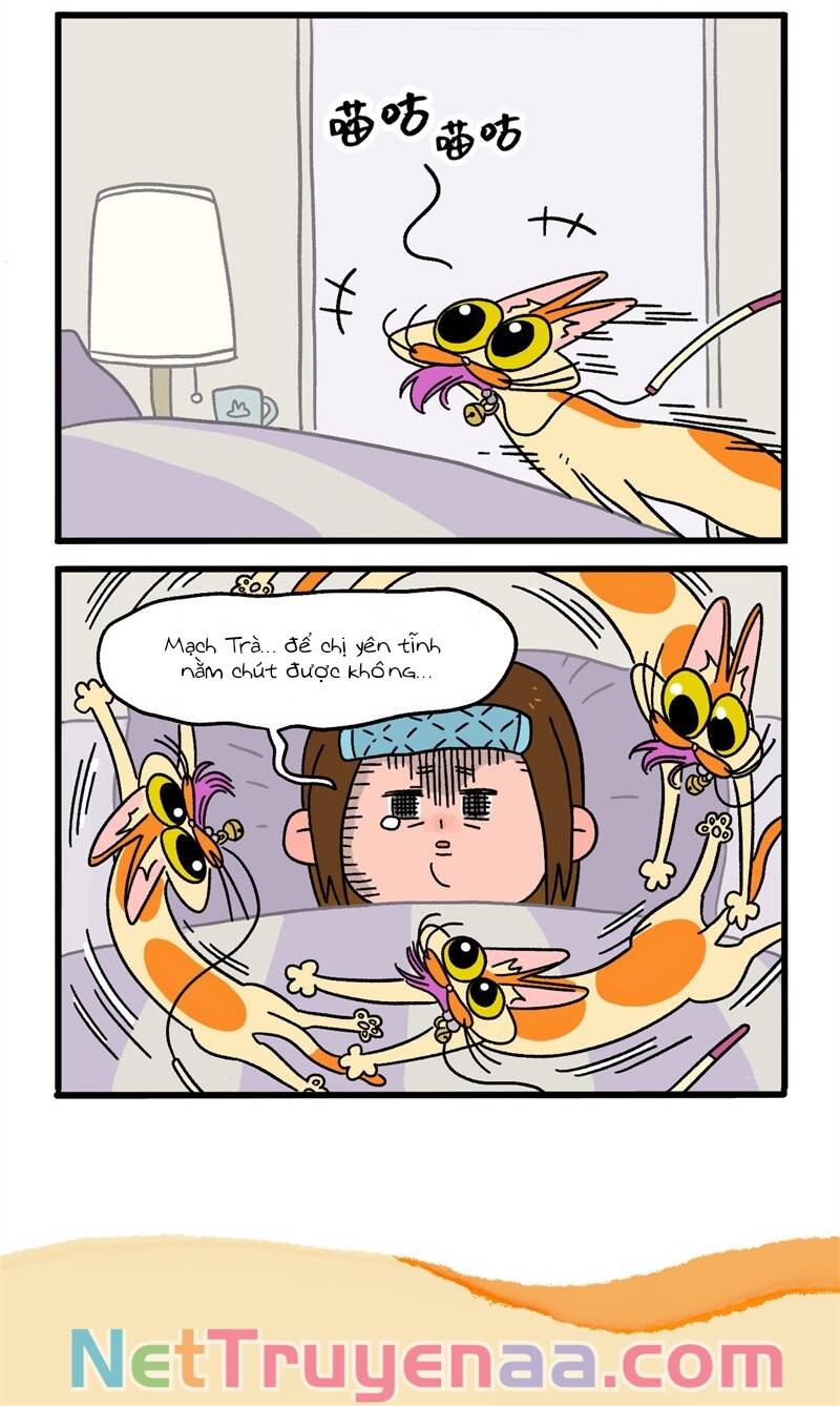 a mãn và mạch trà chapter 11 6