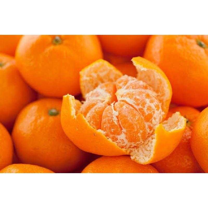 Cây giống Quýt đường Thái Lan.
