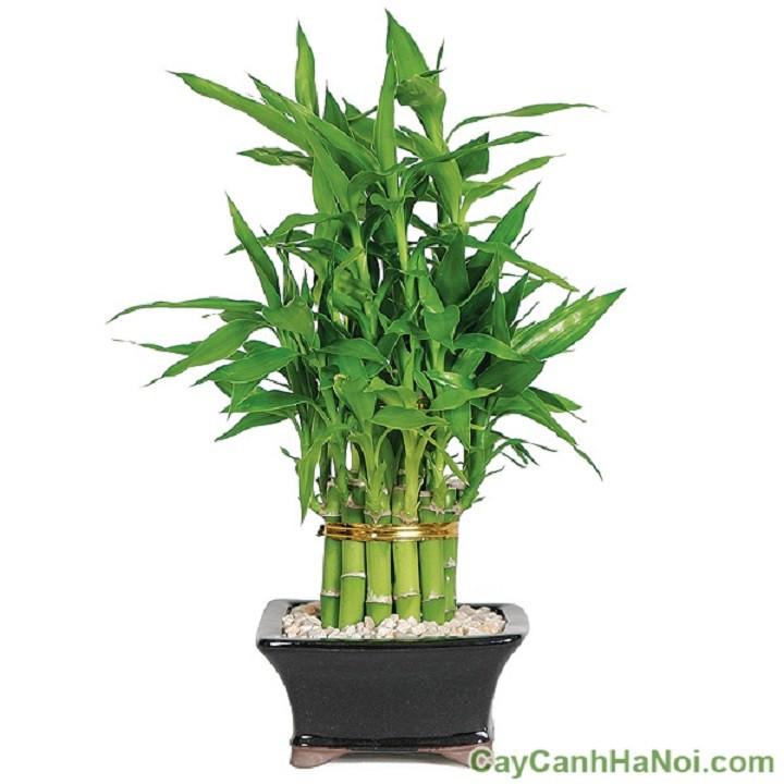 Cây trúc lộc