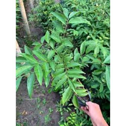COMBO 10 CÂY GIỐNG CÂY MẮC MẬT , CAM KẾT GIỐNG CHUẨN F1 - CB10CGCMM