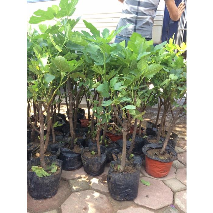 Cây giống sung lùn mỹ, giống sung quả to, siêu ngọt không bị chát, giống cao 40cm cho sau sau 6 tháng trồng