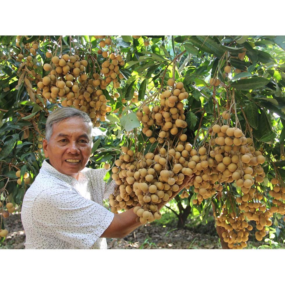 CÂY GIỐNG NHÃN IDO