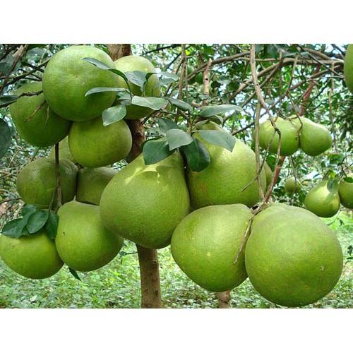 Cây giống Bưởi da xanh ruột hồng .