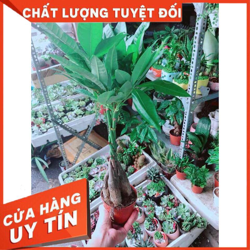 Kim Ngân 5 Thân Nhiều Người Mua