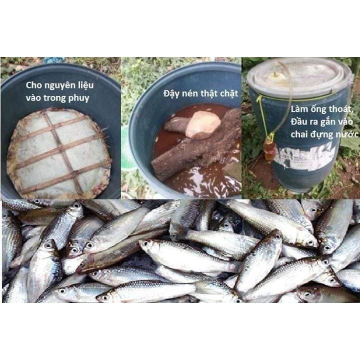 Chế Phẩm sinh học-dịch cá FISH: Cung cấp dinh dưỡng tự nhiên cho hoa hồng, cây cảnh, rau màu các loại...