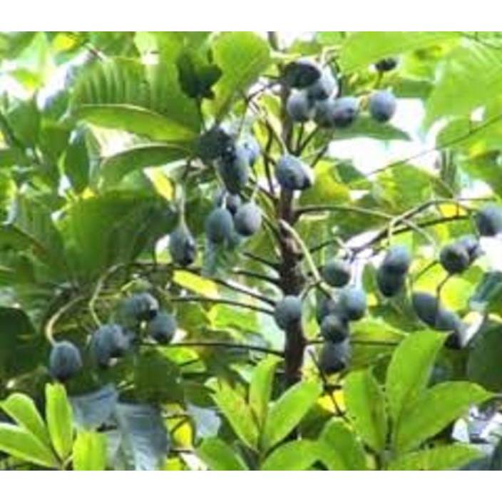 Cây giống TRÁM ĐEN ghép - Cây giống chuẩn F1