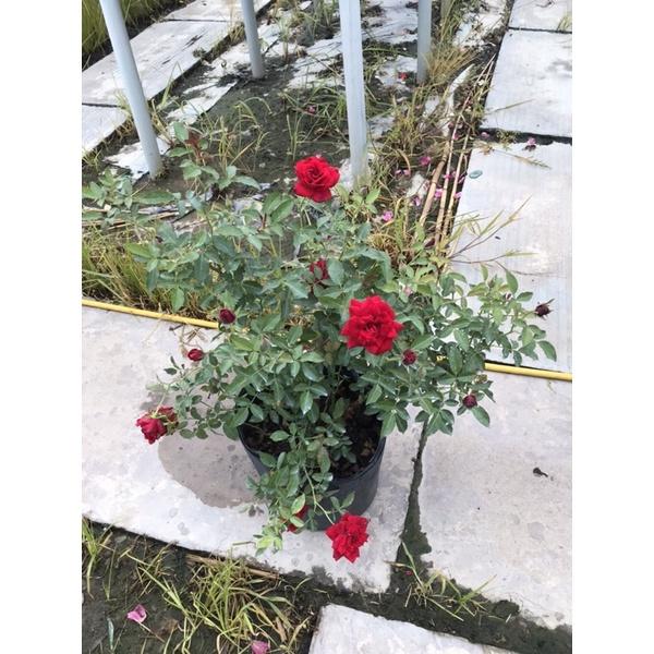 Hoa Hồng Siêu Nụ- bầu to cây lớn trưởng thành