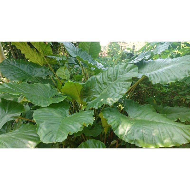 2 Cây ráy rừng chơi lá cảnh